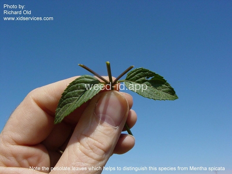 peppermint